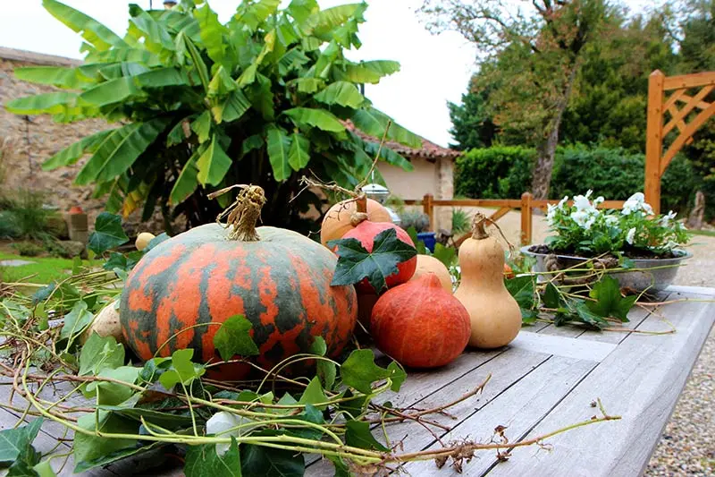 Étal coloré de courges et potirons sur un marché automnal en Aveyron Étal coloré de courges et potirons sur un marché automnal en Aveyron