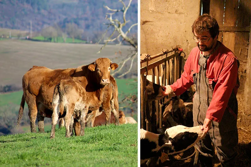 Label veau du Ségala en Aveyron veau du segala en aveyron